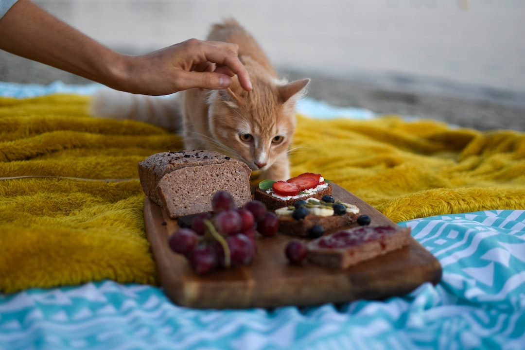 Superfood dla kota: Odkryj tajemnice zdrowego żywienia Twojego pupila